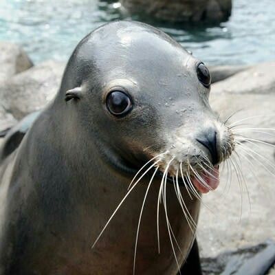 California Sea Lion