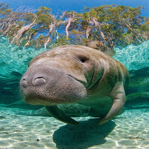 West Indian manatee