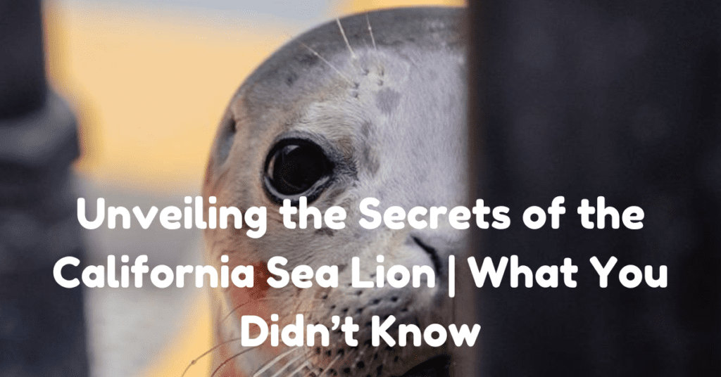 Unveiling the Secrets of the California Sea Lion | What You Didn’t Know