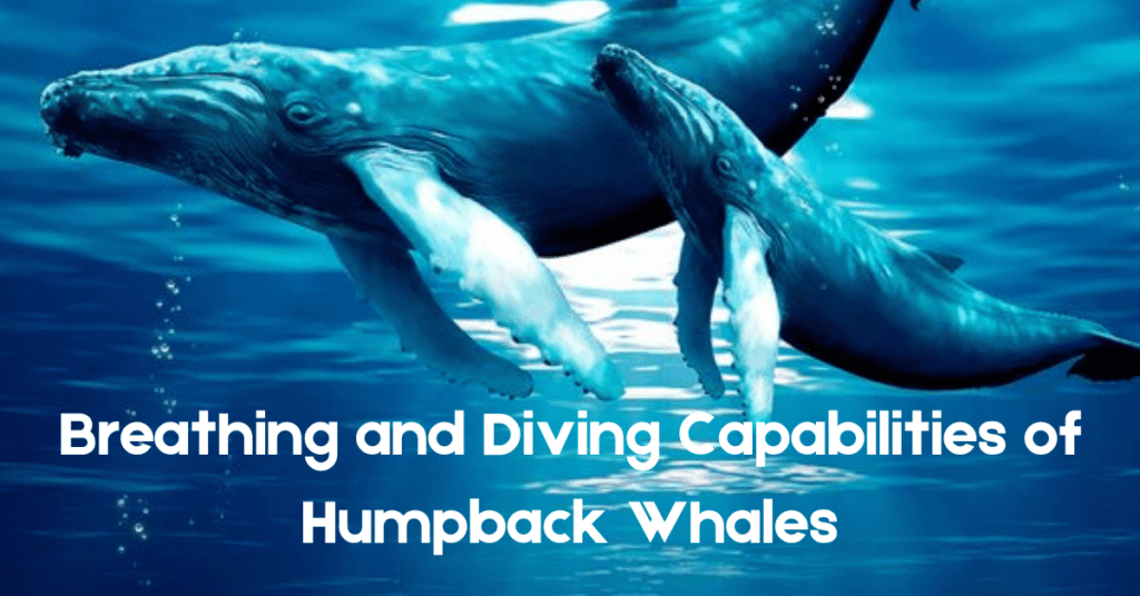 Breathing and Diving Capabilities of Humpback Whales