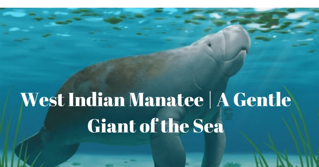 West Indian Manatee | A Gentle Giant of the Sea