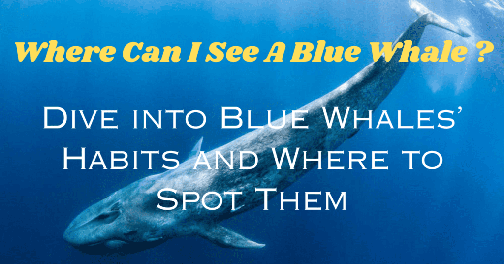 Where Can I See A Blue Whale ?