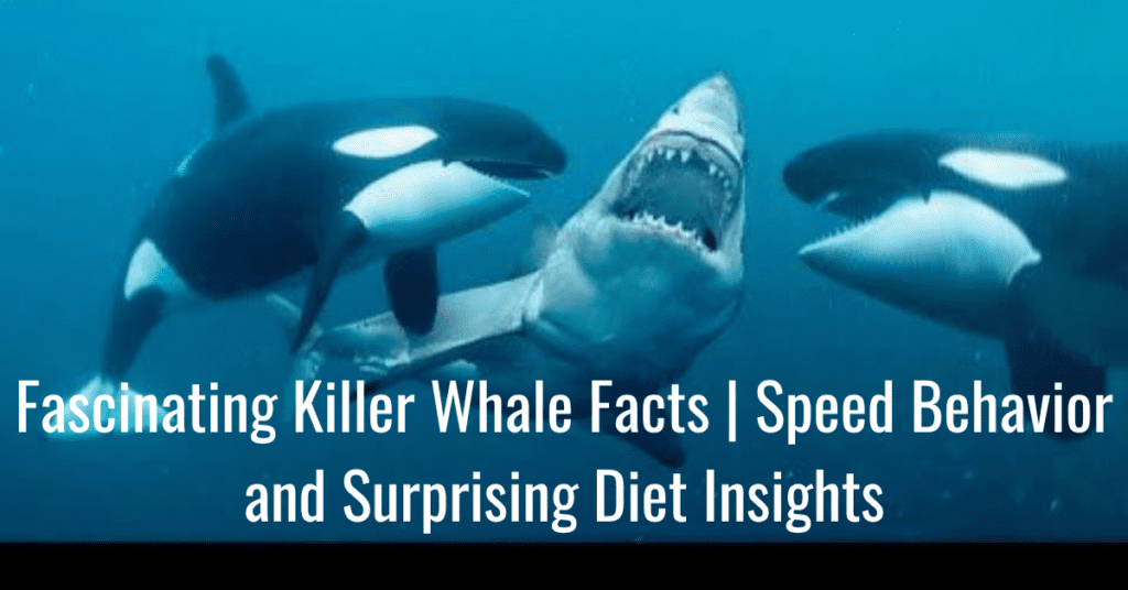 Fascinating Killer Whale Facts | Speed Behavior and Surprising Diet Insights