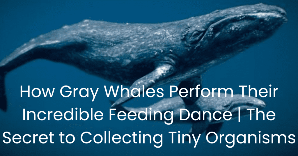 Gray Whales