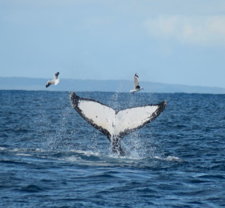 Why do humpback whales slap their tails?