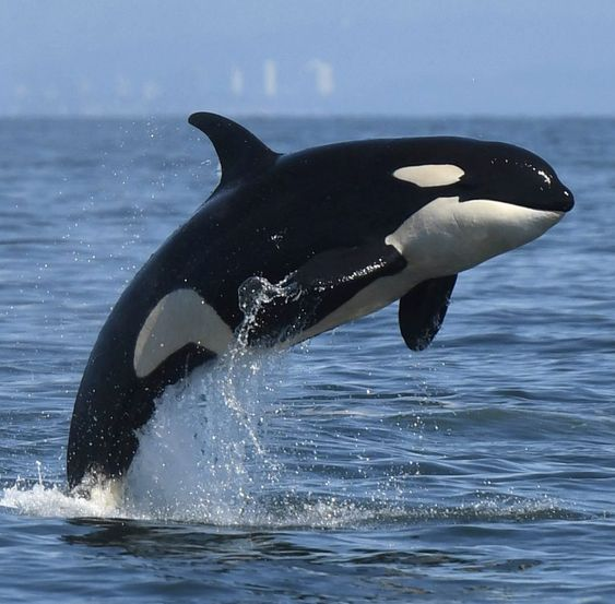 Killer Whale Facts