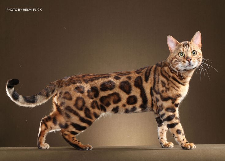 Bengal Cats