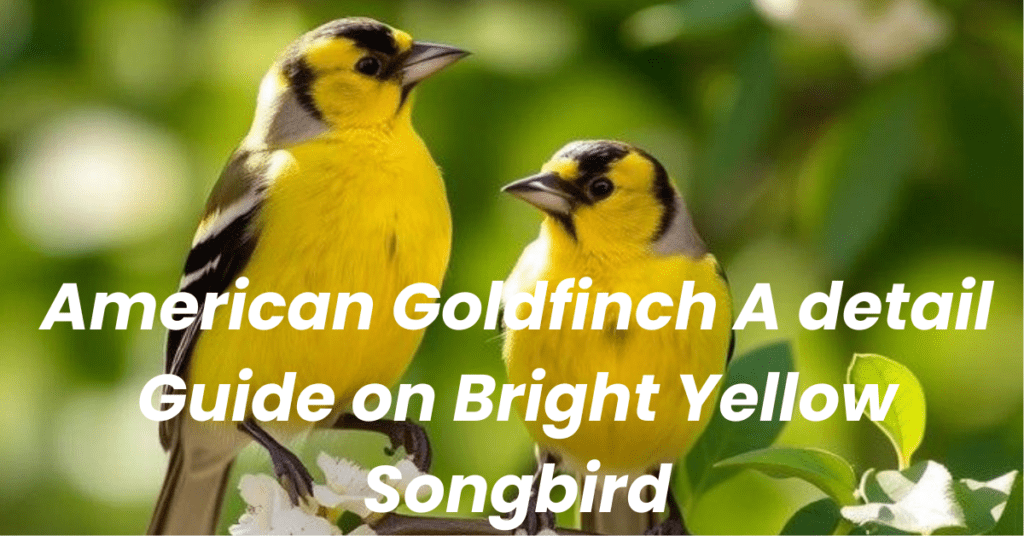 American Goldfinch A detail Guide on Bright Yellow Songbird