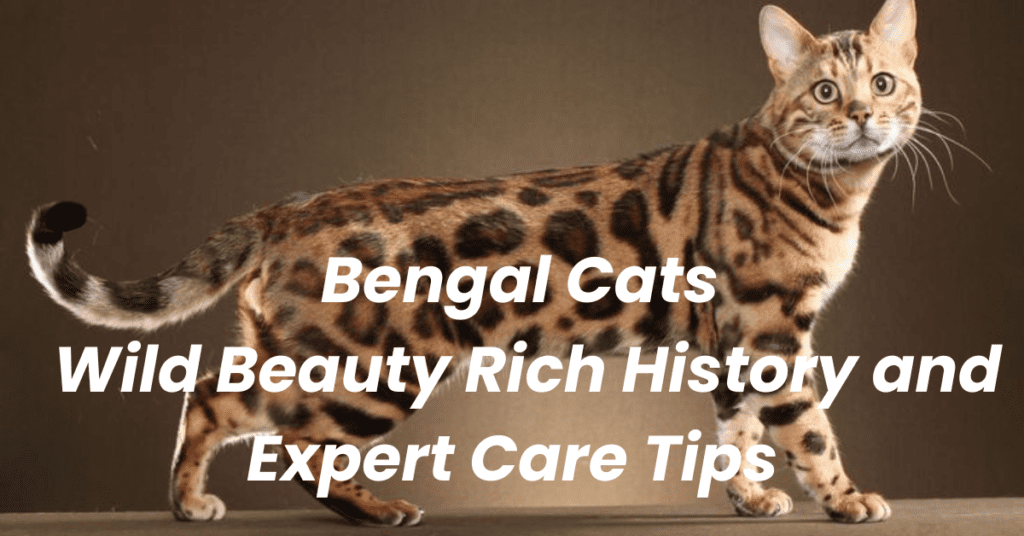 Bengal Cats