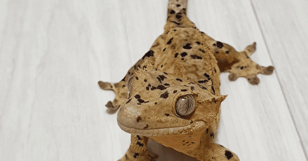 Crested Geckos