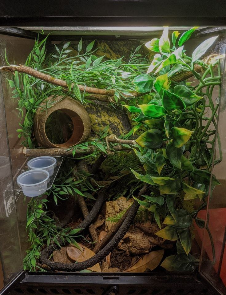 Crested Geckos house