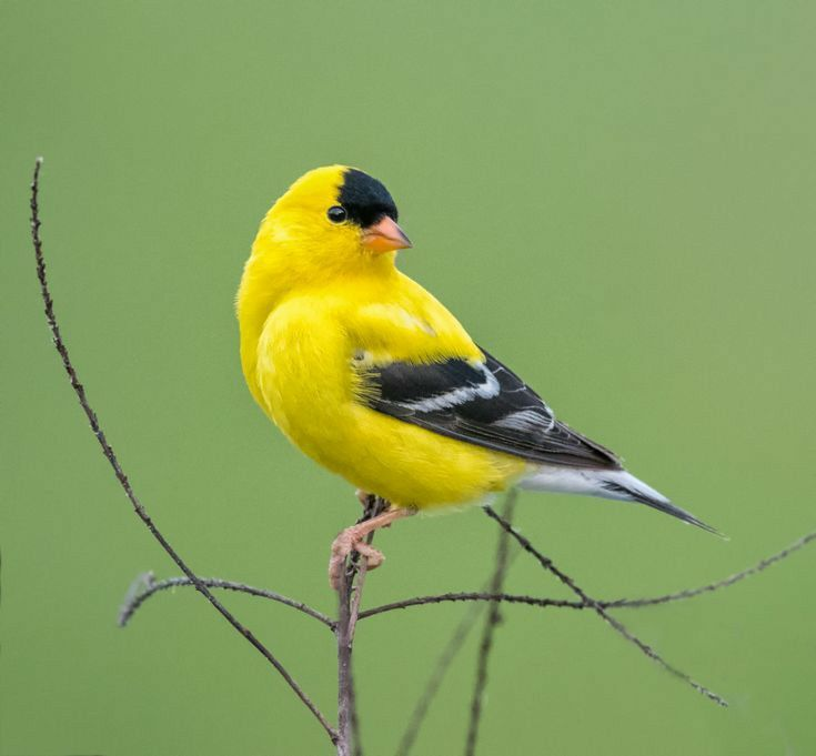 American Goldfinch 